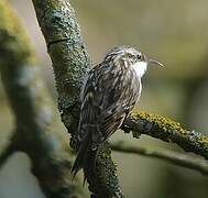 Short-toed Treecreeper