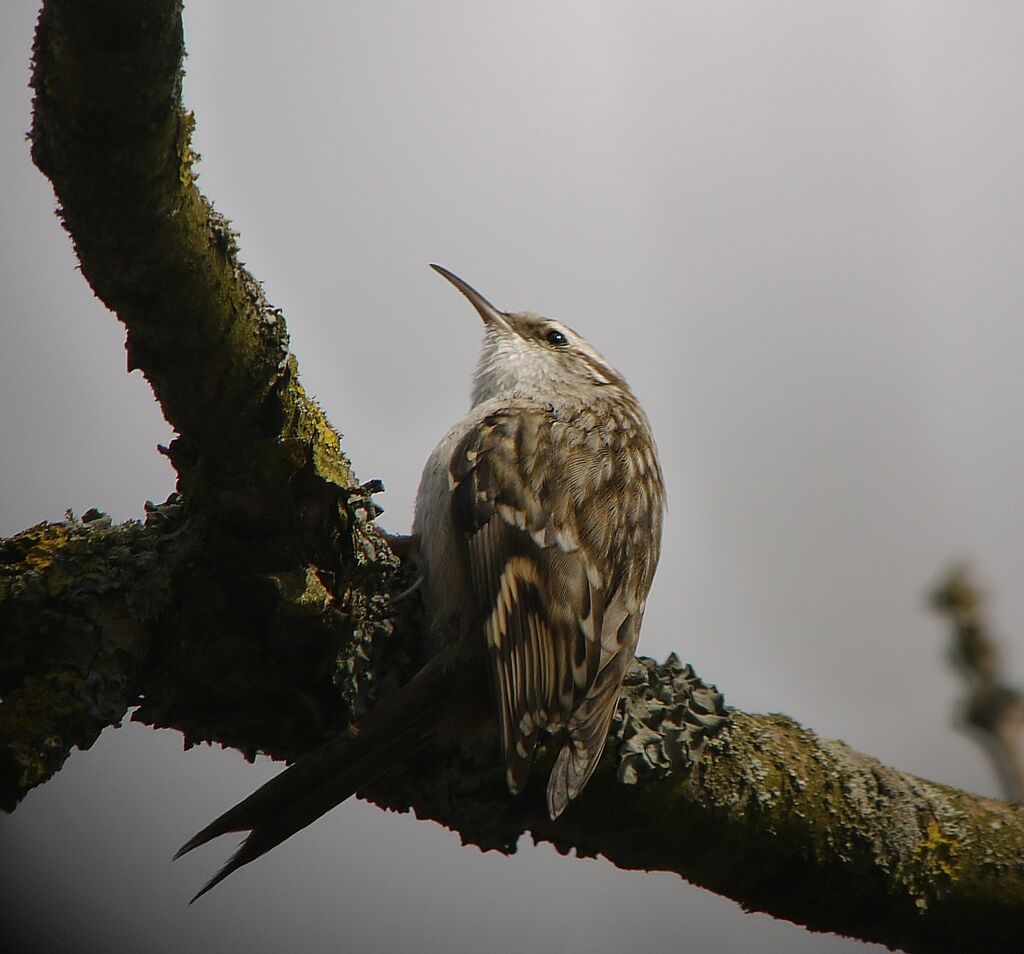 Short-toed Treecreeper male adult breeding, identification