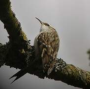 Short-toed Treecreeper