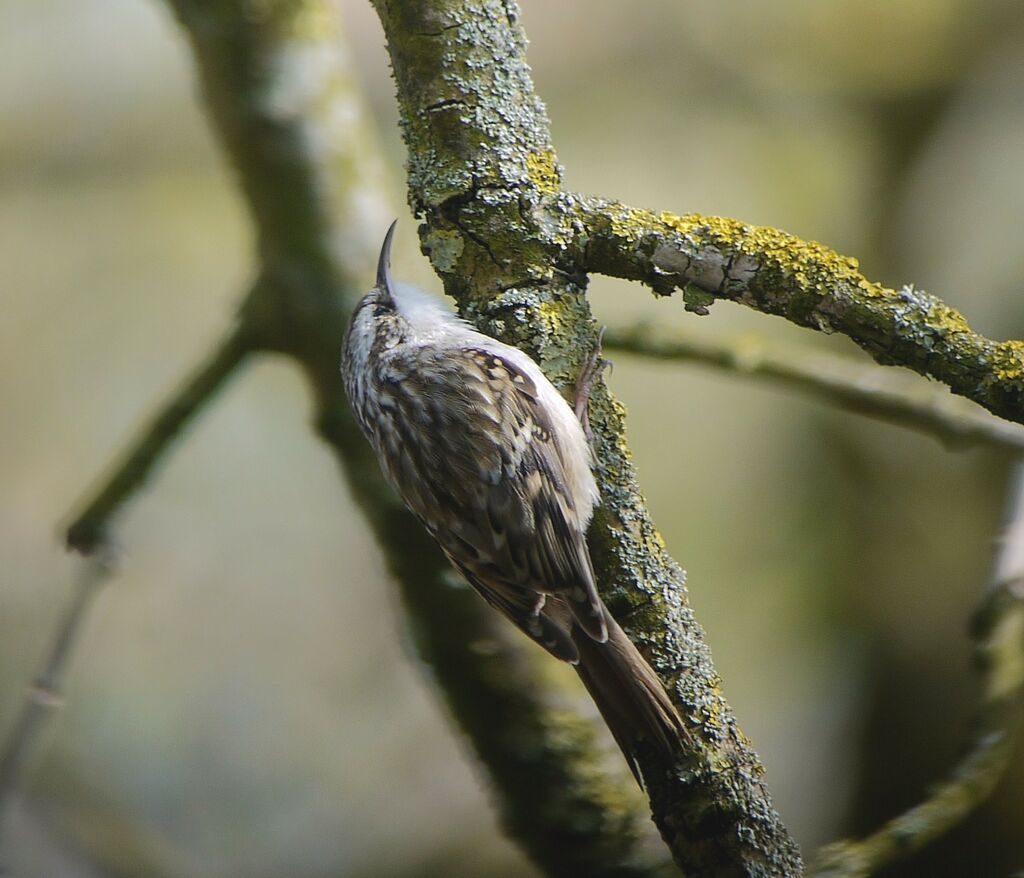 Short-toed Treecreeper male adult breeding, identification