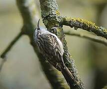 Short-toed Treecreeper