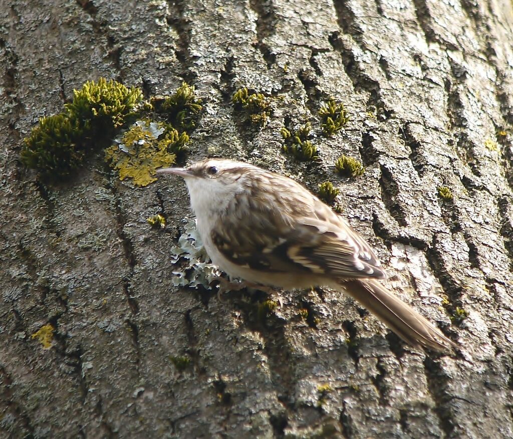 Grimpereau des jardinsadulte nuptial, identification