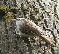 Short-toed Treecreeper