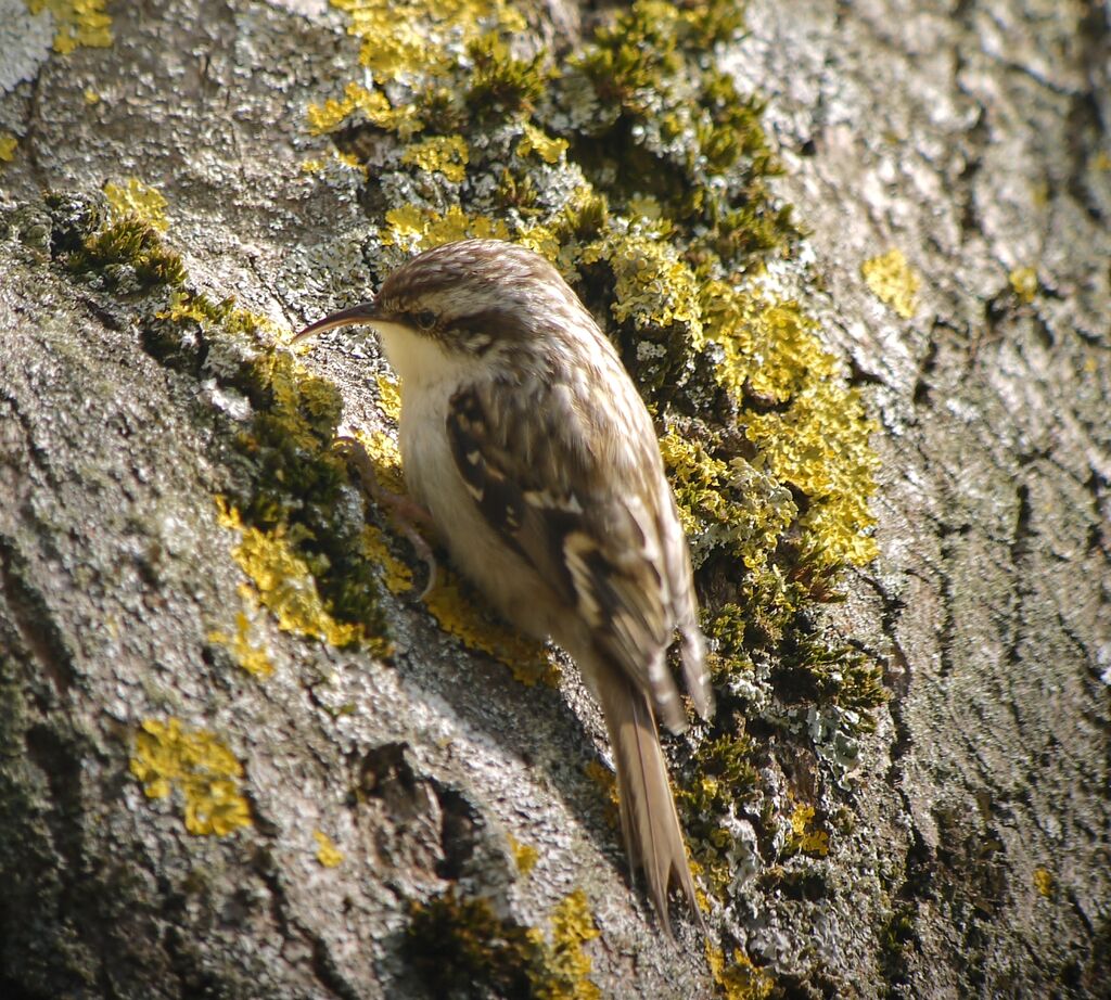 Short-toed Treecreeperadult breeding, identification