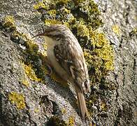 Short-toed Treecreeper