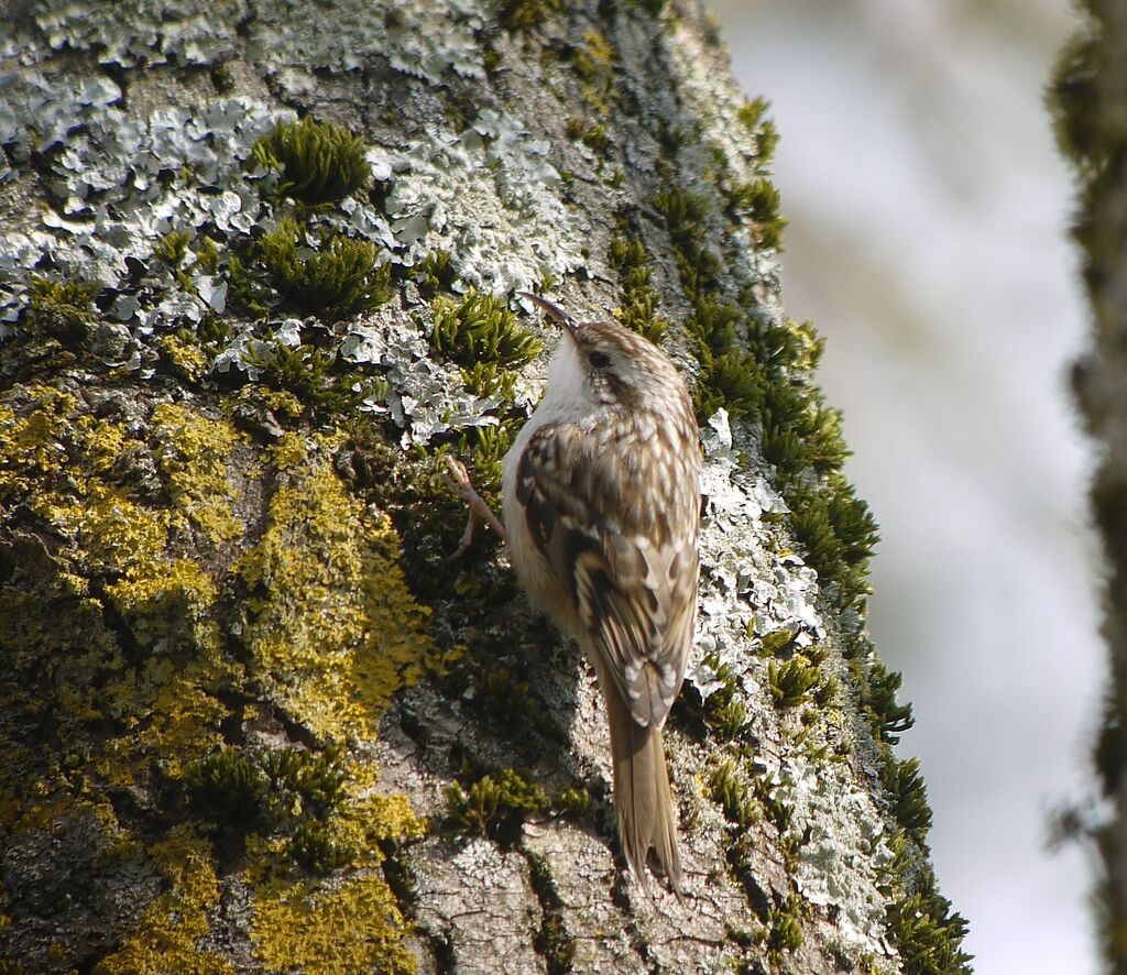 Short-toed Treecreeperadult breeding, identification