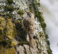 Short-toed Treecreeper