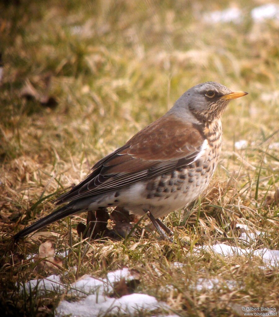 Fieldfare male, identification