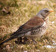 Fieldfare