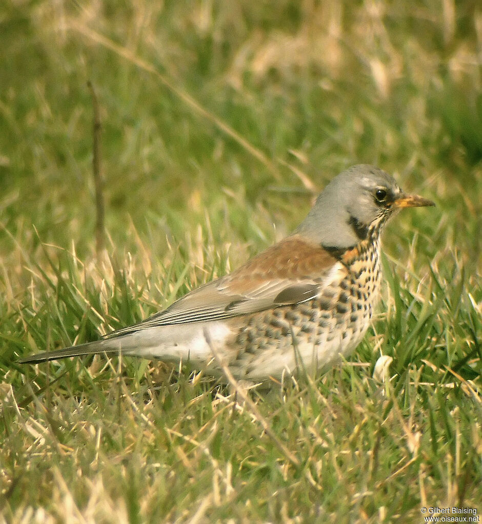 Fieldfare male, identification