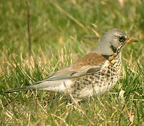 Fieldfare