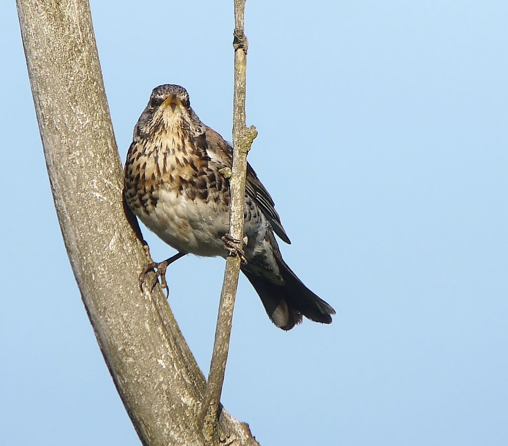 Fieldfareadult breeding, identification