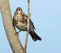 Fieldfare