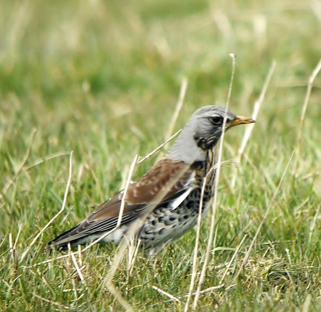 Fieldfare male adult, identification