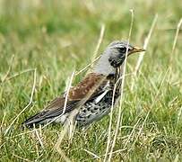 Fieldfare