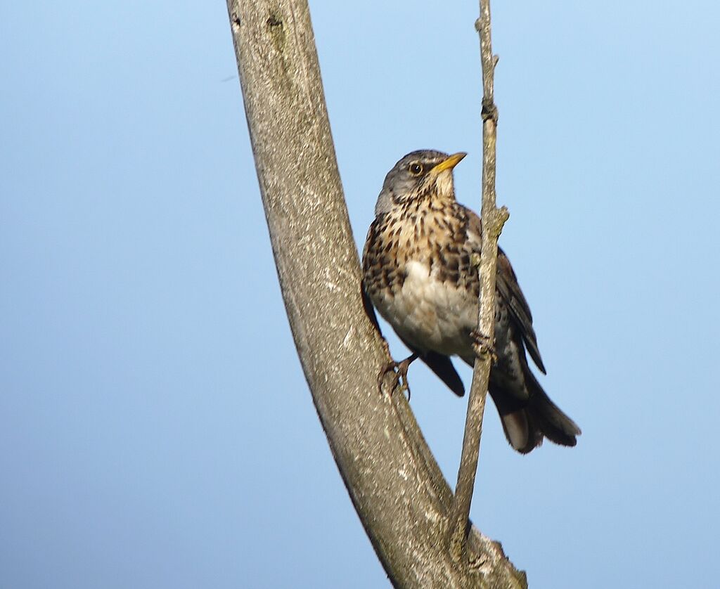 Fieldfareadult breeding, identification