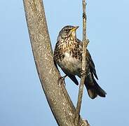 Fieldfare