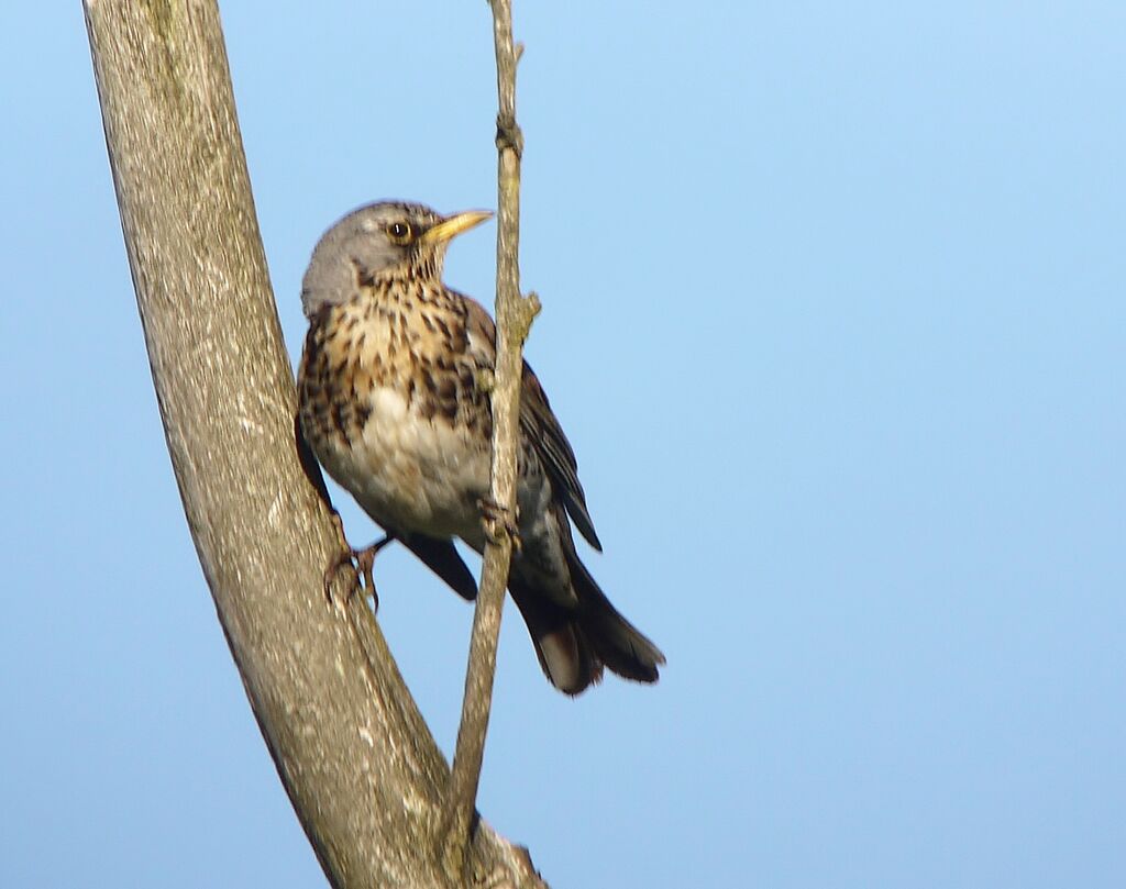 Grive litorneadulte nuptial, identification