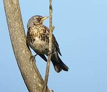 Fieldfare