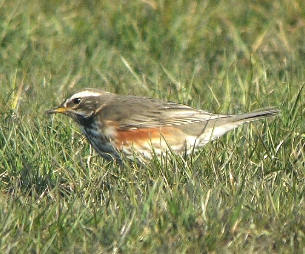 Redwingadult post breeding, identification