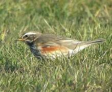 Redwing