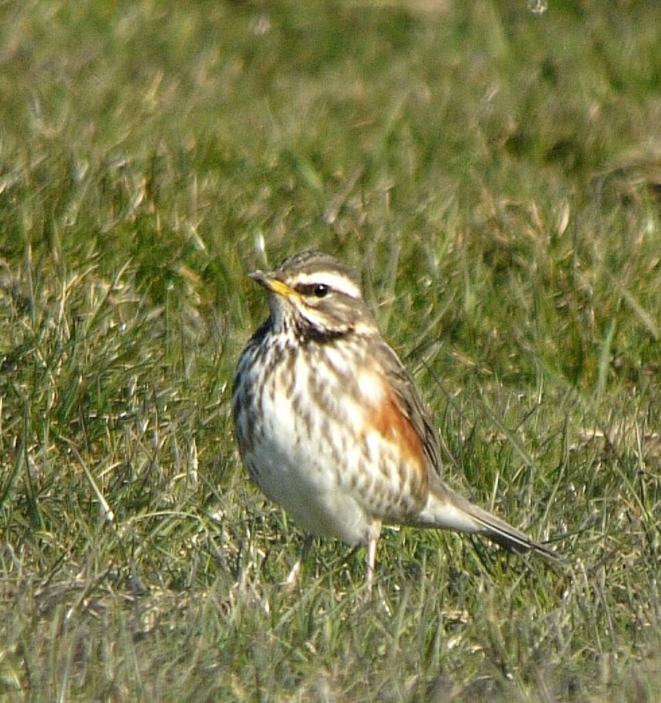 Redwingadult post breeding, identification