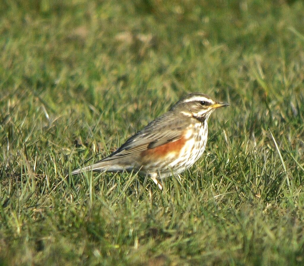 Redwingadult post breeding, identification