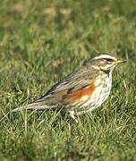 Redwing