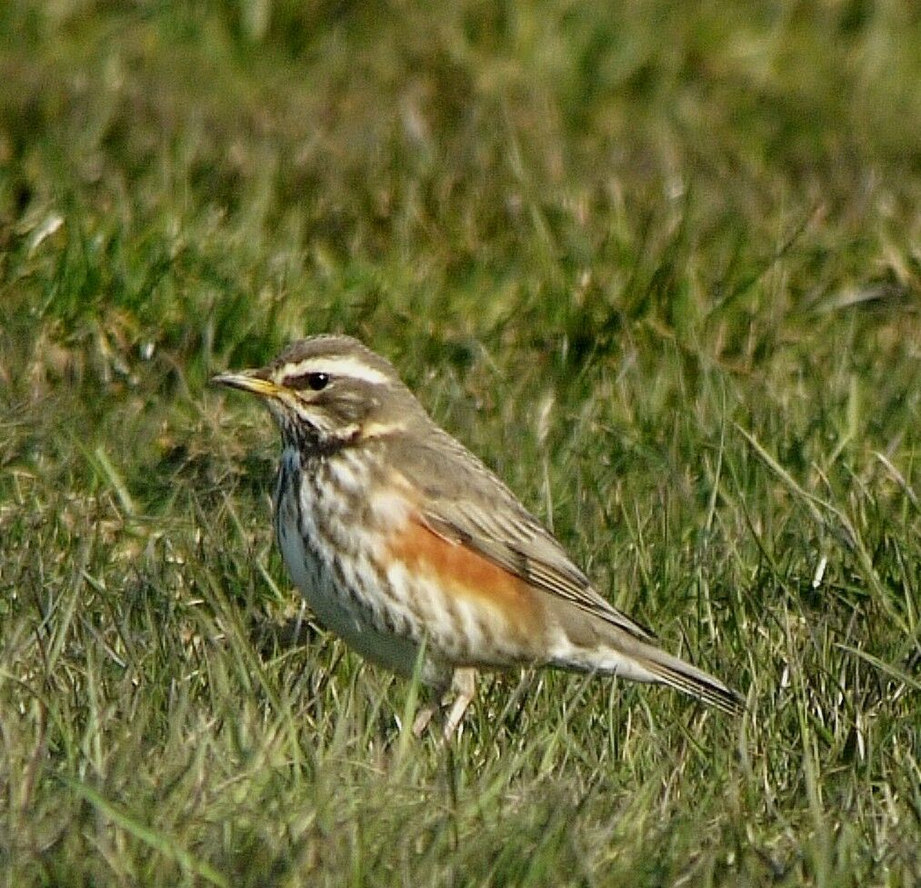 Redwing male adult post breeding, identification