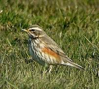 Redwing