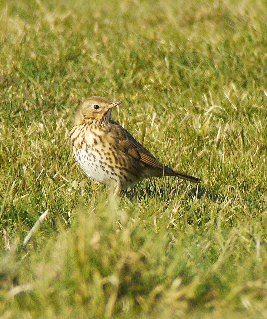 Song Thrush male adult breeding, identification