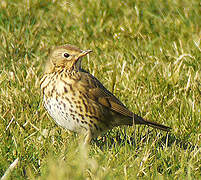 Song Thrush