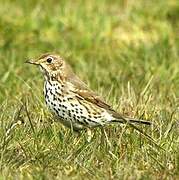 Song Thrush