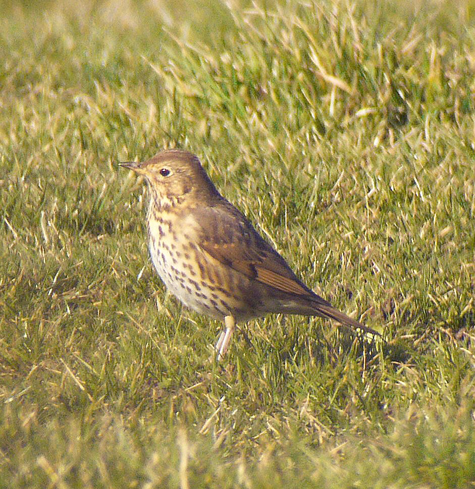 Song Thrush male adult breeding, identification