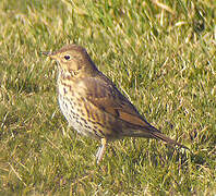 Song Thrush