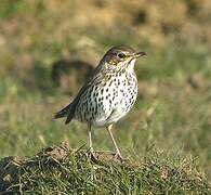 Song Thrush