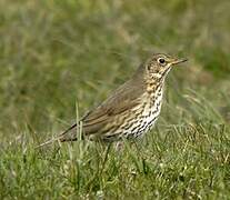 Song Thrush