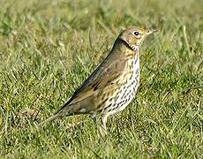 Song Thrush