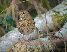 Song Thrush