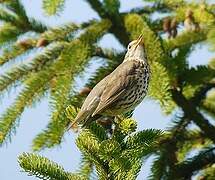 Song Thrush