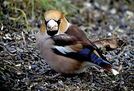 Hawfinch