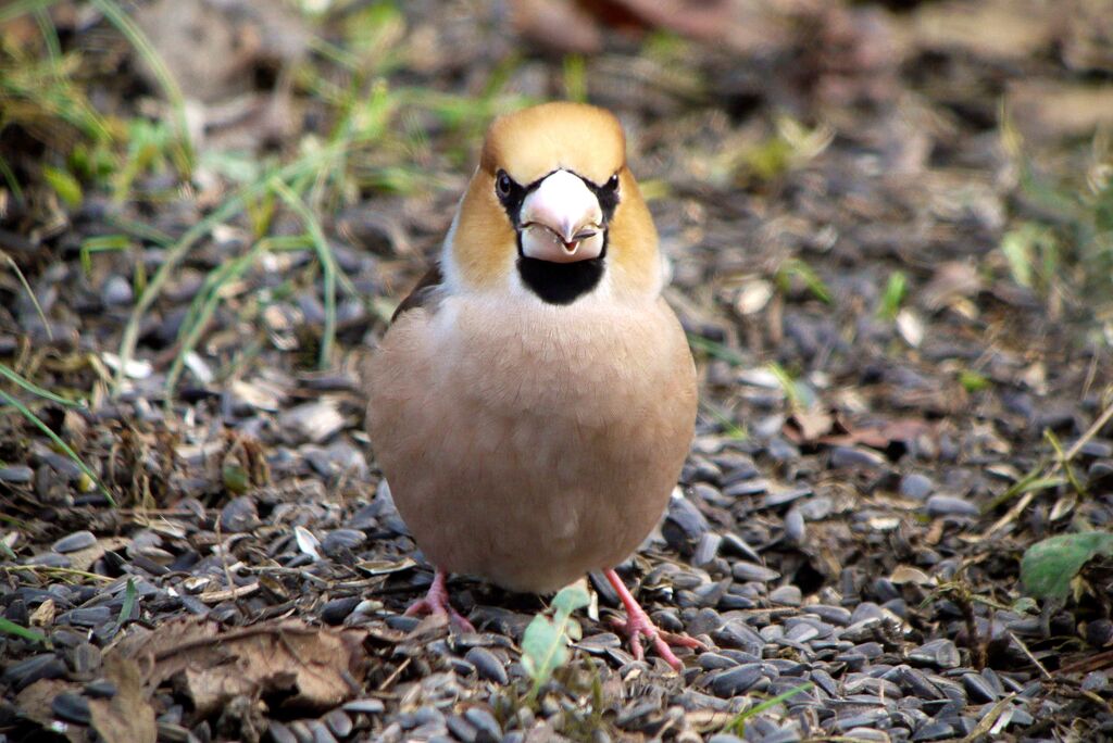 Hawfinch male adult, eats