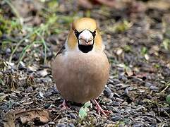 Hawfinch