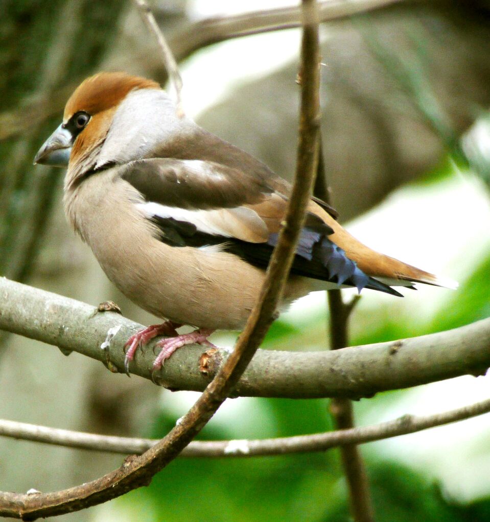 Hawfinch male adult breeding, identification