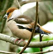 Hawfinch