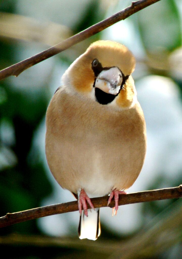 Hawfinch