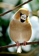 Hawfinch