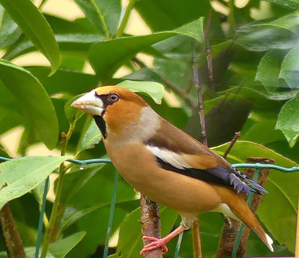 Hawfinch