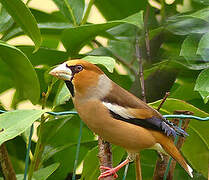 Hawfinch