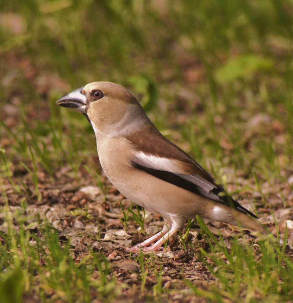 Hawfinch female adult breeding, identification